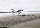 Strandplevier   C.Martijn